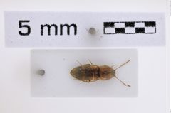 Foto (Dorsalansicht) von Aeolosomus rossii (NHMW-ZOO-COL-0008006)
